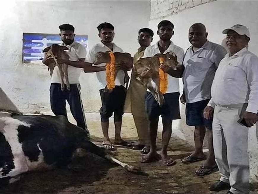 पंचकूला की गौशाला में हैरान करने वाला मामला- गाय ने एक साथ 4 बच्चों को दिया जन्म, देखने वालों की लगी भीड़