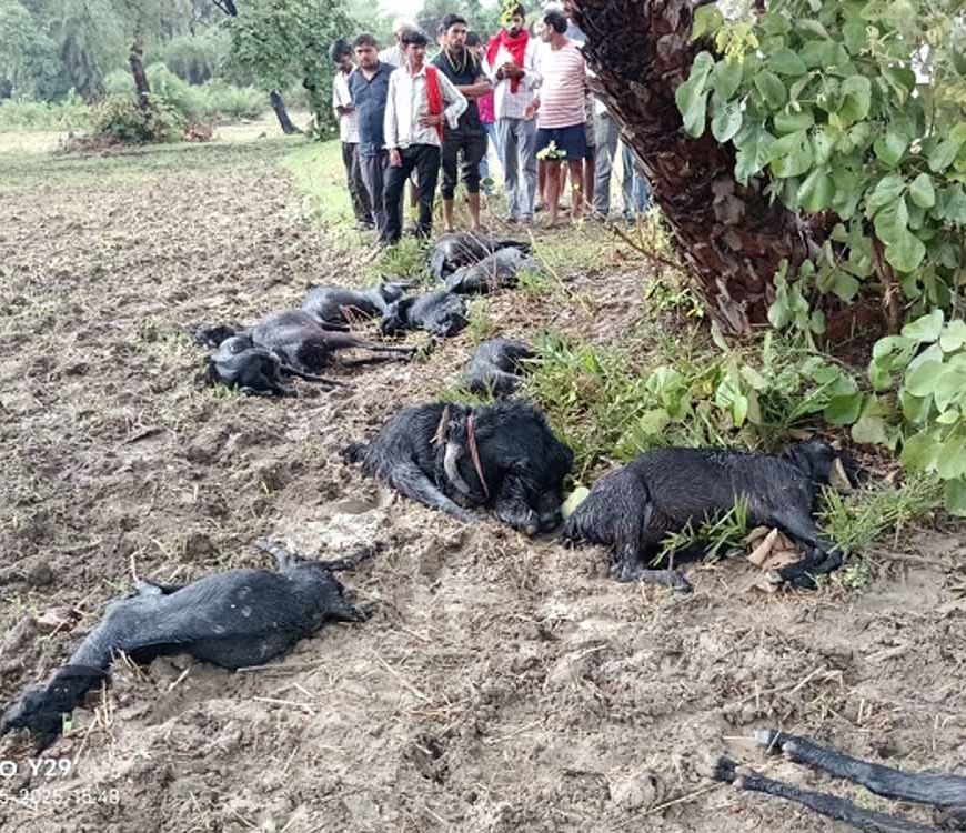 पलेरा में आकाशीय बिजली का कहर, 16 बकरियों की मौके पर मौत, 4 झुलसीं