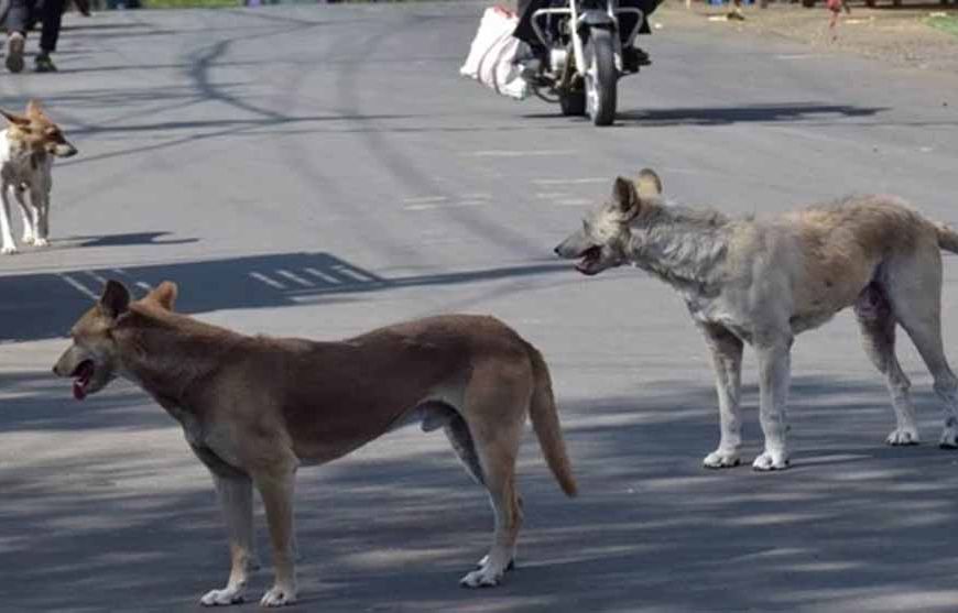 बारिश में स्ट्रीट डॉग्स हो जाते हैं आक्रामक, नगर निगम ने दी सावधानी बरतने की सलाह