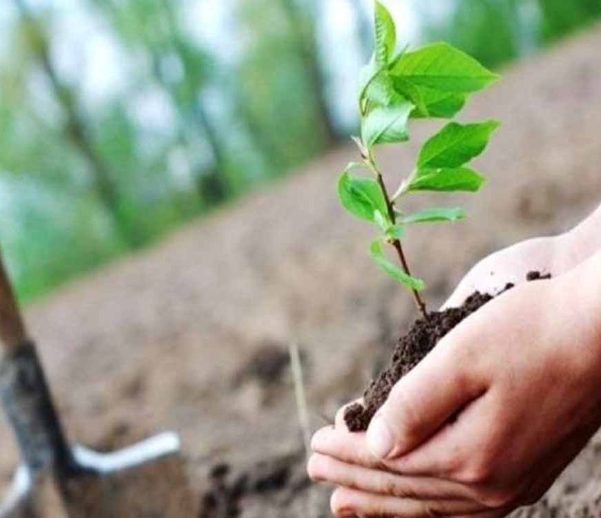 वन विभाग द्वारा एक करोड़ 24 लाख से अधिक पौधे किये गये रोपित