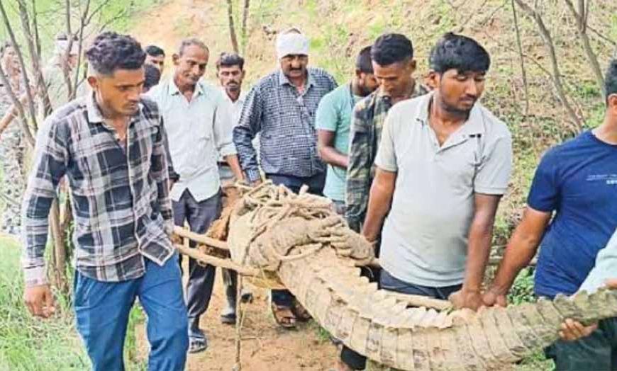 गांव में सनसनी: मगरमच्छ को समझ बैठे लकड़ी, देखते ही मच गया हड़कंप