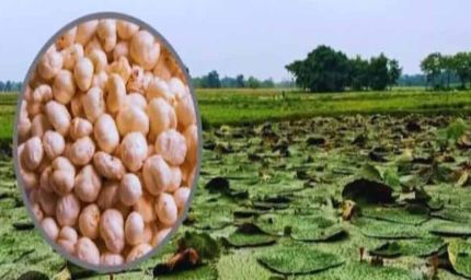 बिहार के सुपरफूड मखाना को अब दुनिया भर में मिलेगी पहचान, मिला हर्मोनाइज्ड सिस्टम कोड