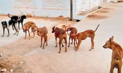 अमेठी में कुत्तों का कहर! 6 महीने में 18,907 लोगों को बनाया शिकार