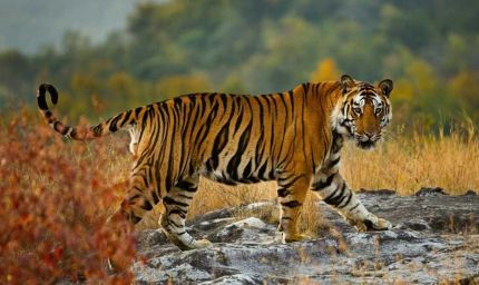 मध्य प्रदेश में एक अक्टूबर से महंगा होगा टाइगर रिजर्व पर्यटन, दस प्रतिशत बढ़ तक जाएगी एंट्री फीस, विदेशियों को चुकानी होगी दोगुनी राशि