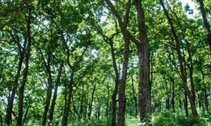 वनाधिकार क्रियान्वयन में छत्तीसगढ़ की अग्रणी भूमिका—वन विभाग की सशक्त प्रतिबद्धता का प्रमाण