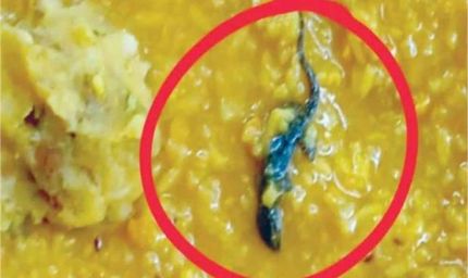 मिड-डे मील में मिली छिपकली, दर्जनों छात्र अस्पताल में भर्ती