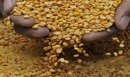 उपभोक्ताओं के लिए बड़ी खबर, तीन साल बाद तुअर दाल के भाव में बड़ी गिरावट, MP में न्यूनतम समर्थन मूल्य पर खरीद रही सरकार