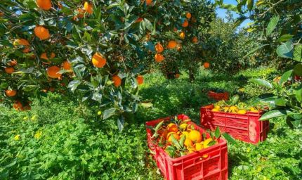 इजराइल के वैज्ञानिक किसानों को बताएंगे संतरे की खेती करने के तरीके, संतरे भेजेंगे विदेश