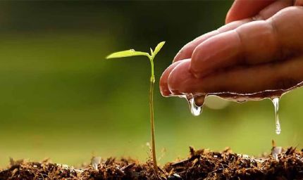 फरीदाबाद : वर्ष 2025 में एक लाख से अधिक पौधे लगाएगा वन विभाग