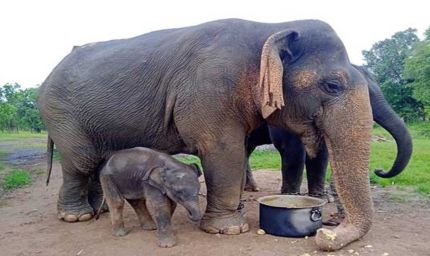 एशिया की सबसे बुजुर्ग हथनी वत्सला की मृत्यु