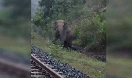 रामगढ़ में पटरी पर हथिनी ने दिया बच्चे को जन्म, 2 घंटे तक रुकी रही मालगाड़ी