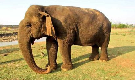 मुख्यमंत्री डॉ. यादव ने हथिनी वत्सला के निधन पर व्यक्त कीं संवेदनाएं