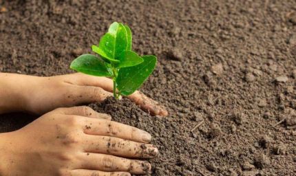 मोहन सरकार प्रकृति, पर्यावरण और जल संरक्षण के लिए 16 जिलों में मां नर्मदा परिक्रमा पथ के आश्रय स्‍थलों की भूमि पर पौधरोपण करेगी