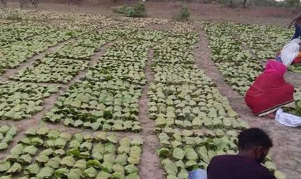 तेंदूपत्ता बोनस घोटाले में बड़ा एक्शन, 7 करोड़ की हेराफेरी करने वाला प्रबंधक गिरफ्तार