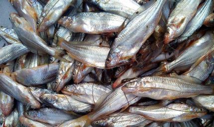 महासमुंद : ग्रामीण स्वरोजगार प्रशिक्षण संस्थान में मछली पालन एवं मशरूम उत्पादन प्रशिक्षण के लिए सुनहरा अवसर