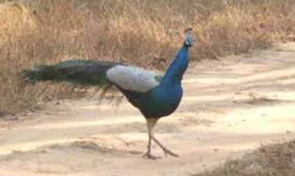 मध्य प्रदेश के झाबुआ में 11 मोरों की मौत, कीटनाशक से जहरीला भोजन बना कारण