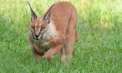 गाँधी सागर अभयारण्य में पाया गया दुर्लभ स्याहगोश