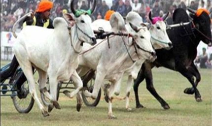 पंजाब में फिर दौड़ेंगी बैलगाड़ियां, पाबंदी हटाने का बड़ा फैसला