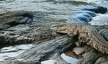 दमोह में दर्दनाक हादसा: नदी किनारे बैठी महिला को मगरमच्छ ने बनाया शिकार