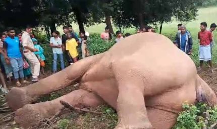नक्सल प्रभावित क्षेत्र में हाथी का शव बरामद