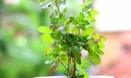 एक बगिया मां के नाम परियोजना का प्रशिक्षण 12 जुलाई को