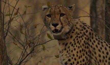 मध्य प्रदेश में चीता प्रोजेक्ट को लगा झटका, कूनो नेशनल पार्क में माता चीता नभा की हुई मौत