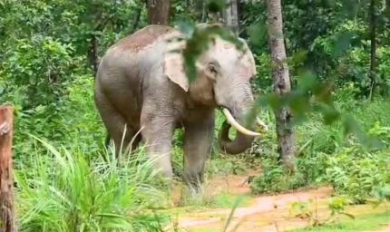 24 घंटे तक मचाया आतंक, खेत उजाड़ने और युवक पर हमला करने के बाद जंगल लौटा हाथी