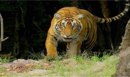 पलामू में झारखंड का पहला टाइगर सफारी 'राजगीर मॉडल' पर बनेगा