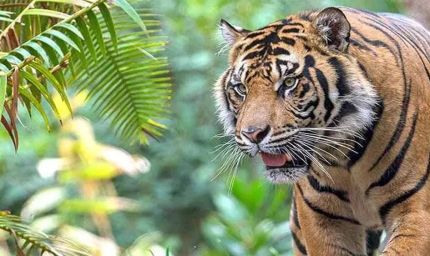 झारखंड को मिलने जा रही पहली टाइगर सफारी, अक्टूबर में पलामू में होगा शुभारंभ