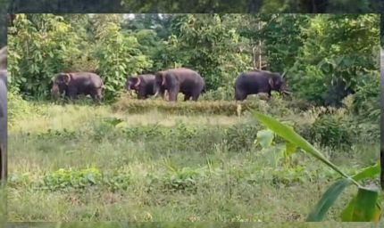 चार हाथियों पर झुंड पहुंचा शहडोल, डीएफओ श्रद्धा प्रेंद्रे ने लोगों को सावधानी बरतने की सलाह दी