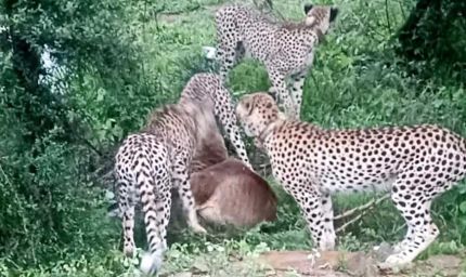 मादा चीता ज्वाला अपने तीन शावकों के साथ विजयपुर क्षेत्र के गसवानी के पास बारिश के बीच देखी गई