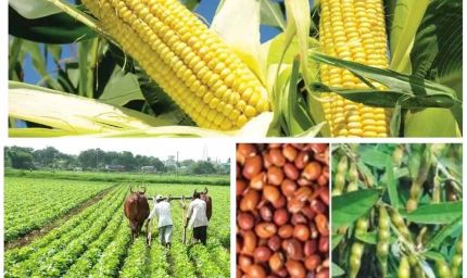 दलहन, तिलहन की फसल लेने पर भी किसानों को मिलेगा कृषक उन्नति योजना का फायदा