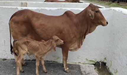 हरियाणा में साहीवाल गाय ने दिया गिर नस्ल की बछड़ी को जन्म, नाम रखा 'श्रावणी'