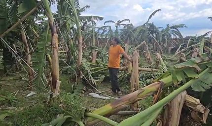 सीमांचल में मौसम का कहर: कटिहार के केला किसानों की मेहनत पर पानी फिरा
