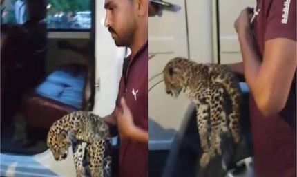 पंचकूला में शिवलोक मंदिर के पास मिला तेंदुए का शावक, कुत्तों ने किया हमला, वन विभाग ने किया रेस्क्यू