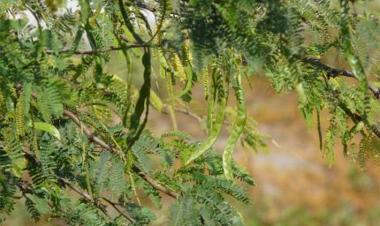 प्रदेश में सफेदा (यूकेलिप्टस) के बाद अब एक और पेड़ को काटा जाएगा