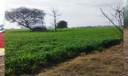 नूरपुर बेदी में जमीनों की कीमतों ने चंडीगढ़-मोहाली जैसे शहरों को भी पीछे छोड़ दिया