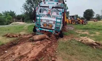 तेज रफ्तार ट्रक ने मचाया कहर: सड़क किनारे बैठी 6 गायों की मौत, कई घायल