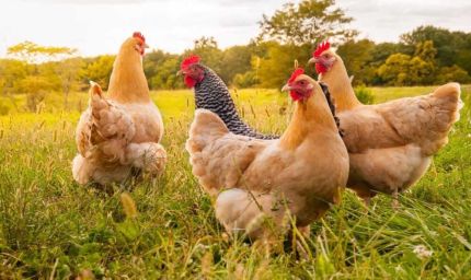 'नर्मदा' नाम पर चिकन ब्रिड का विज्ञापन बना विवाद की जड़, ब्राह्मण समाज ने जताया विरोध