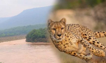 कूनो में बारिश बनी चीतों के लिए चुनौती, दलदल में फंसने का खतरा बढ़ा