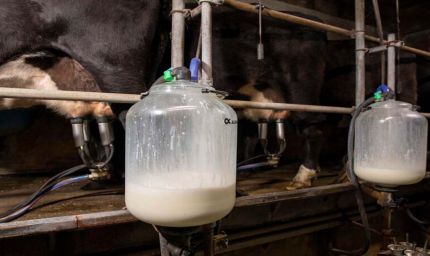 दूध उत्पादन में नंबर 1 बनने की राह पर राजस्थान, यूपी को पछाड़ने की रणनीति तैयार