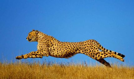 भारत को चीते भेजने से साउथ अफ्रीका ने भी किया इनकार, जानिए क्या है बड़ी वजह