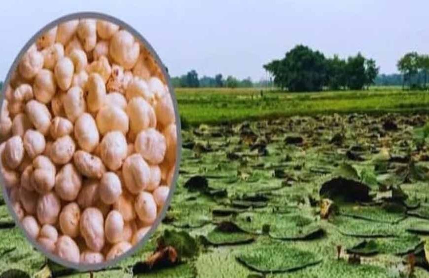 बिहार के सुपरफूड मखाना को अब दुनिया भर में मिलेगी पहचान, मिला हर्मोनाइज्ड सिस्टम कोड