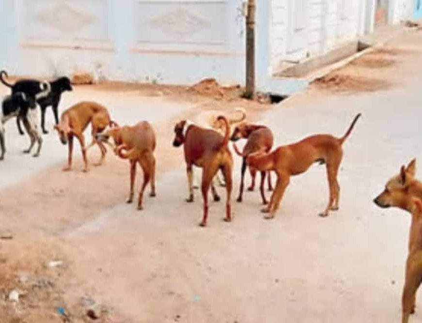 अमेठी में कुत्तों का कहर! 6 महीने में 18,907 लोगों को बनाया शिकार