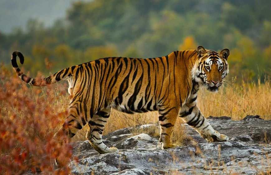 मध्य प्रदेश में एक अक्टूबर से महंगा होगा टाइगर रिजर्व पर्यटन, दस प्रतिशत बढ़ तक जाएगी एंट्री फीस, विदेशियों को चुकानी होगी दोगुनी राशि