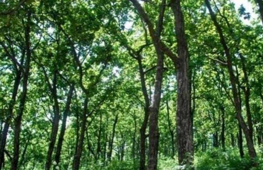 वनाधिकार क्रियान्वयन में छत्तीसगढ़ की अग्रणी भूमिका—वन विभाग की सशक्त प्रतिबद्धता का प्रमाण