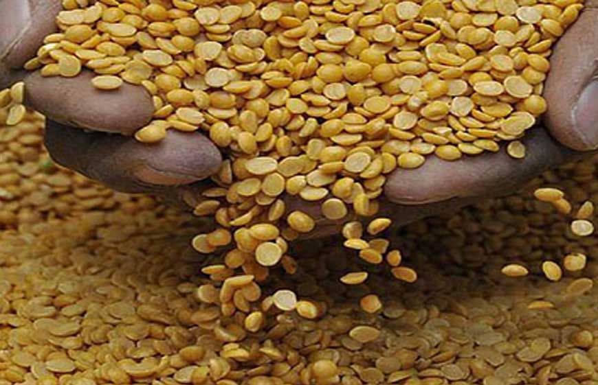 उपभोक्ताओं के लिए बड़ी खबर, तीन साल बाद तुअर दाल के भाव में बड़ी गिरावट, MP में न्यूनतम समर्थन मूल्य पर खरीद रही सरकार