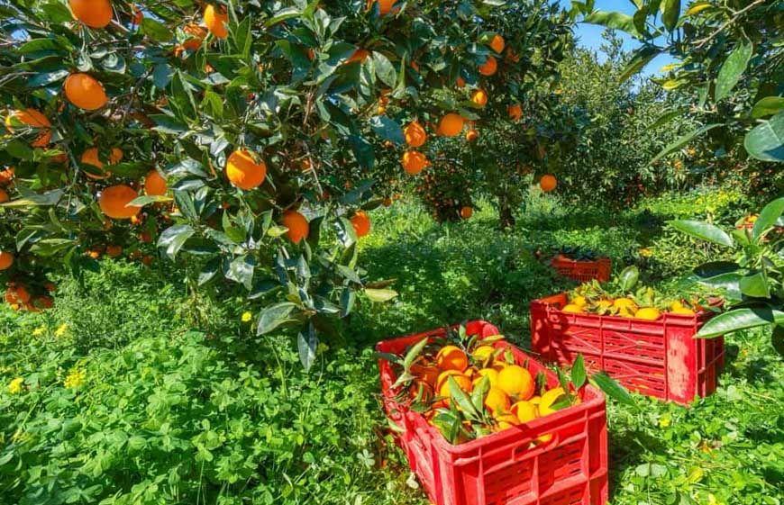 इजराइल के वैज्ञानिक किसानों को बताएंगे संतरे की खेती करने के तरीके, संतरे भेजेंगे विदेश