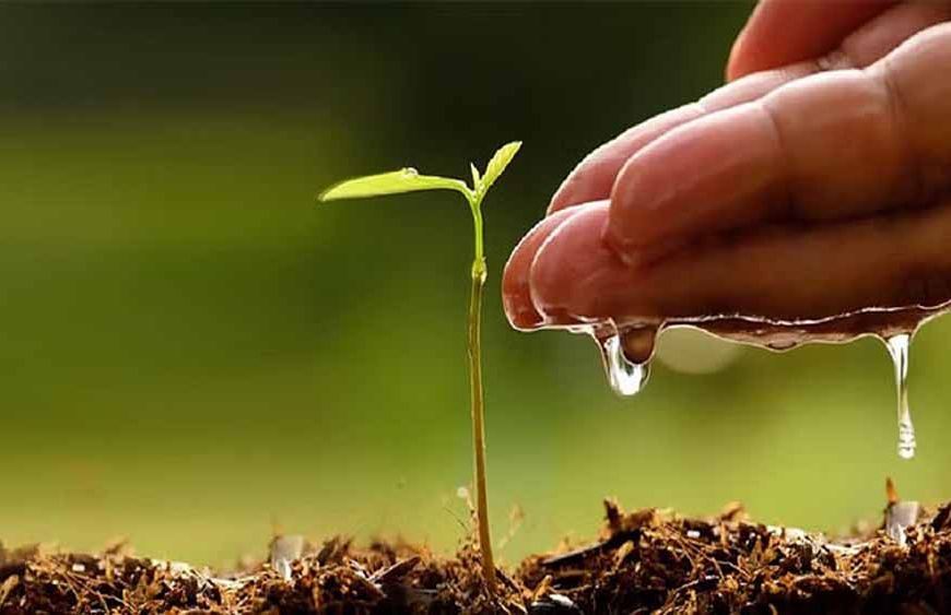 फरीदाबाद : वर्ष 2025 में एक लाख से अधिक पौधे लगाएगा वन विभाग