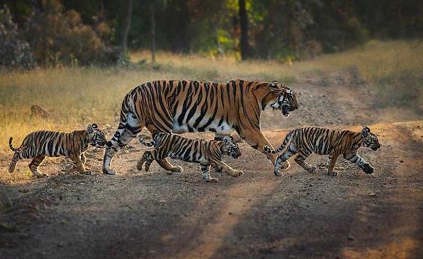 दुर्गावती टाइगर रिजर्व में शिकारियों की गतिविधियों पर नजर रखने के लिए 650 से अधिक ट्रैप कैमरे, 35 वॉच टॉवर, 40 पेट्रोलिंग कैंप